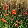 Coquelicots, fin 