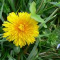 Le pissenlit , Taraxacum officinale