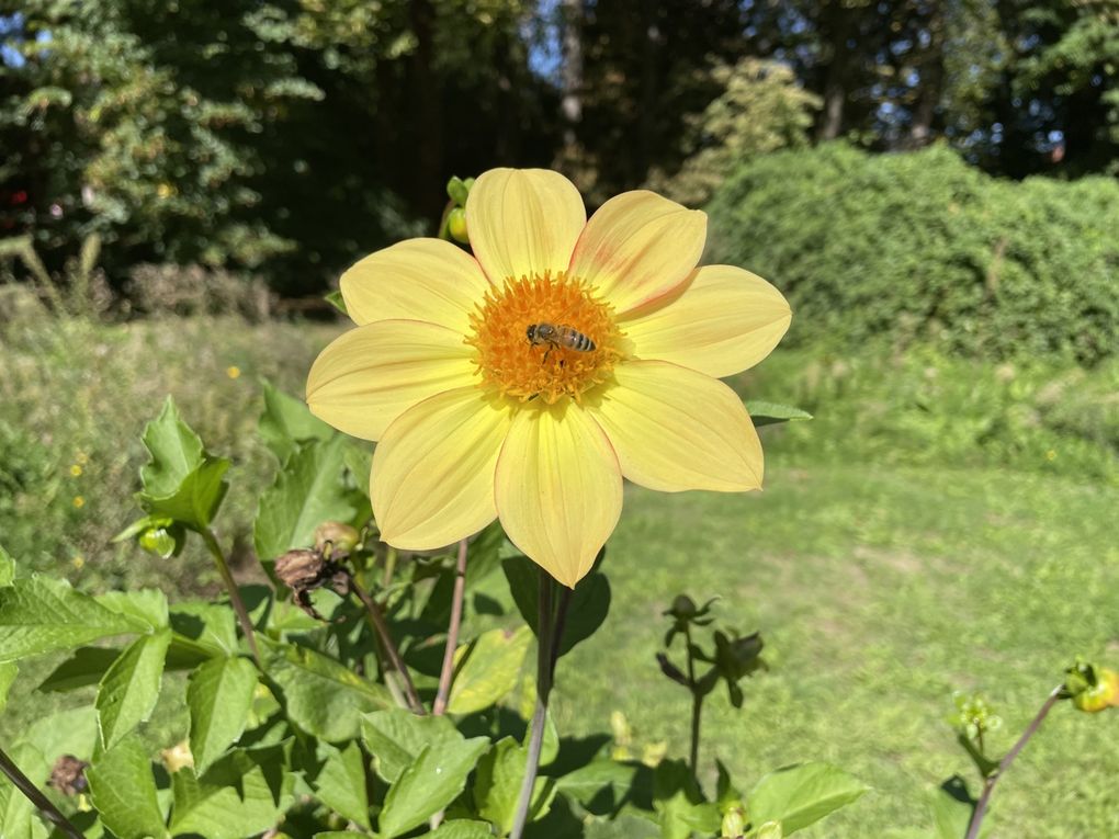 Mardi 23 sept 2025 Mon  diaporama :Flânerie au parc à Cébazat  c'était le 19 sept 2025 grand  soleil 