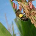 OGM ET APICULTURE