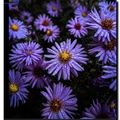 Asters