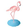 la posture du flamand rose