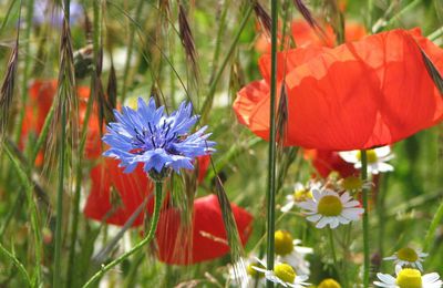 Brochure "Aménager un pré fleuri" 