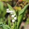 Muguet de...