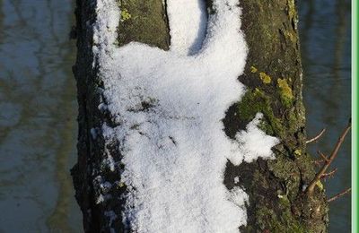 Tronc de marronnier rouge et lierre sous la neige au fil de l'onde