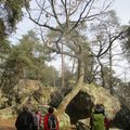 FONTAINEBLEAU BOUCLE "E" 14 KM