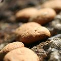 Biscuits au miel et graines de tournesol