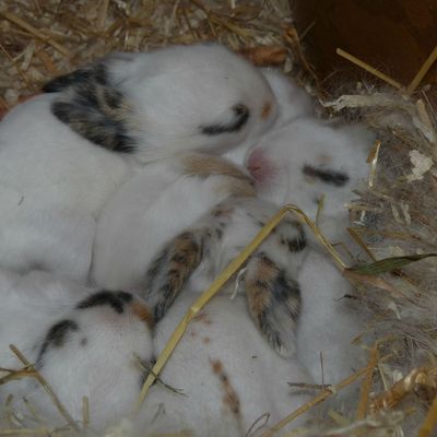 Les bébés de Nuage nés le 7 juillet 2012