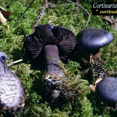 Le Cortinaire violet