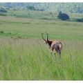 Antilope Blesbok