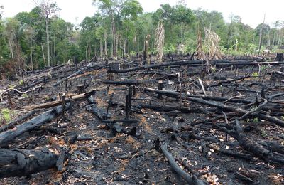 Journée internationale des forêts(station) 🌴🌳🌲  😭