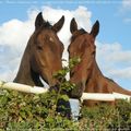 Les chevaux