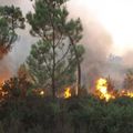 Feux de forêt