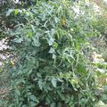 Tomate variété cerise grenat jardinero julien