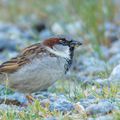 Le Moineau domestique