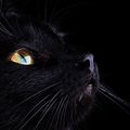 Le Chat Noir de GateuxRigolo