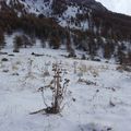 Pas assez pour le ski (ballade de samedi dernier)