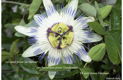 Fleur de la Passion (Passiflora)
