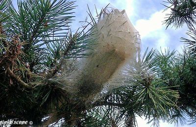Les chenilles processionnaires et leurs dangers