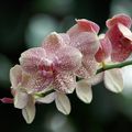 Orchidée phalénopsis