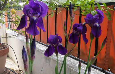 Mon jardinet en Avril 🌸 