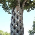 Un homme passe plus de 40 ans à façonner des arbres en fascinantes œuvres d’art