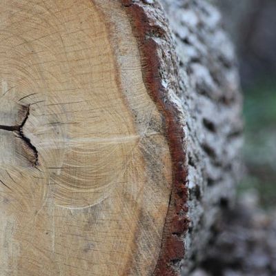 La forêt n'oublie pas que le manche de la hache est en bois. 