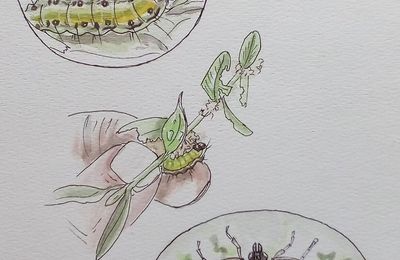 ♥La pyrale du buis et sa chenille