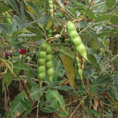 Soupe d'ambrevades à la mangue verte