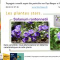 🌼 Solanum rantonnetii par Paysagiste Pays Baqsue et Paysagiste Landes.