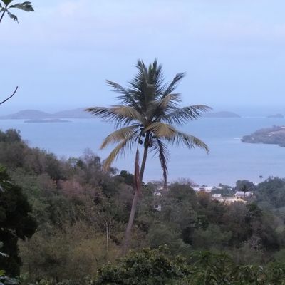 Saveurs des Antilles (Accras de morue et doucelettes à la noix de coco)