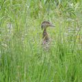 canard et poulain 