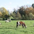 LES VACHES EN NORMANDIE.