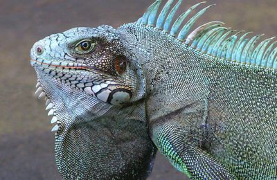 C'est quoi un iguane ?