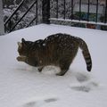 IL NEIGE, IL NEIGE DE GROS FLOCONS BLANCS!