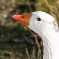 Oléron : le Marais aux Oiseaux