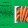 la carotte, au 16ème siècle