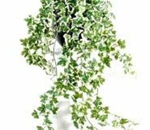 👨‍🌾 Paysagiste pays Basque et Sud des Landes. Lierre. Plante dépolluante.
