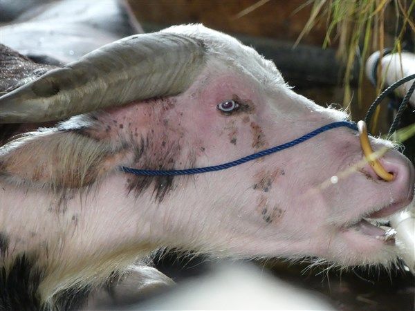 Voyage en Sulawesi - visite des marchés alimentaires et à bestiaux de Rantepao