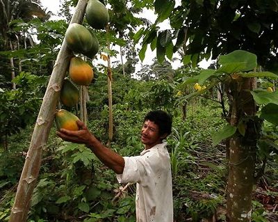 L’arche végétale d’Aldécir, un agro-forestier visionnaire !