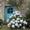 Cueillons les hortensias