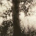 Coups de ♥ Manga : Mushishi