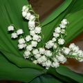 Envie de muguet