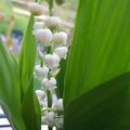 Muguet fleur &quot;porte-bonheur&quot; . Cette