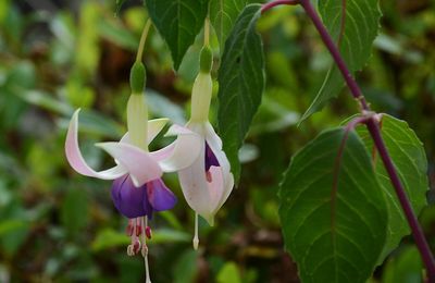 Un fuchsia rustique aux froufroutants jupons bleu-violet