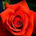 Rose, fleur d'éternité