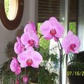 Nouvelle orchidée