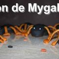 ~~ Au Secours !!! Invasion de Mygales !!!... ~~