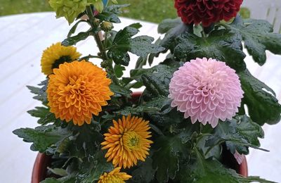 LE CHRYSANTHEMUN FLOWERS POP