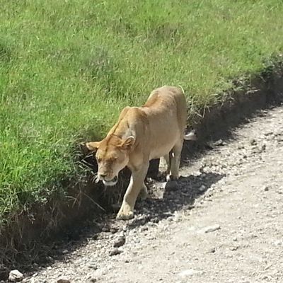 La Tanzanie : Le Serengeti (Suite)